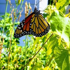 Meet your Posher, Darlene